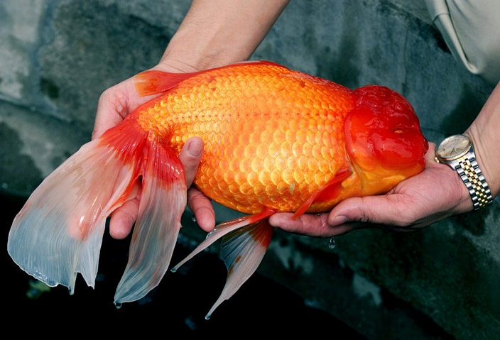oranda goldfish water temperature
